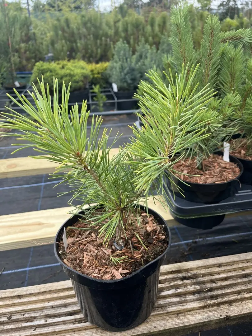 Pinus sylvestris - Scots pine 'Gold Coin' 20/40cm (2L)