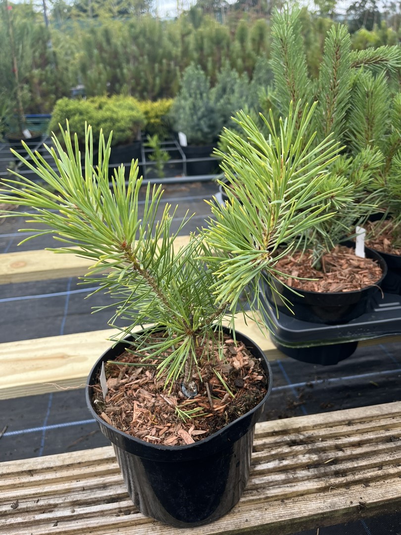 Pinus sylvestris - Scots pine 'Gold Coin' 20/40cm (2L)