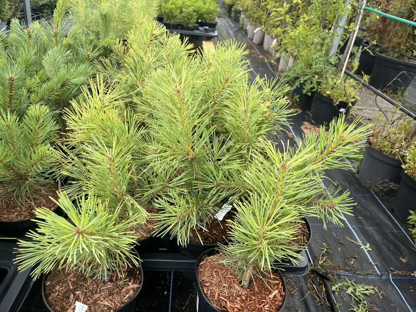 Pinus sylvestris - Scots pine 'Gold Coin' 20/40cm (2L)