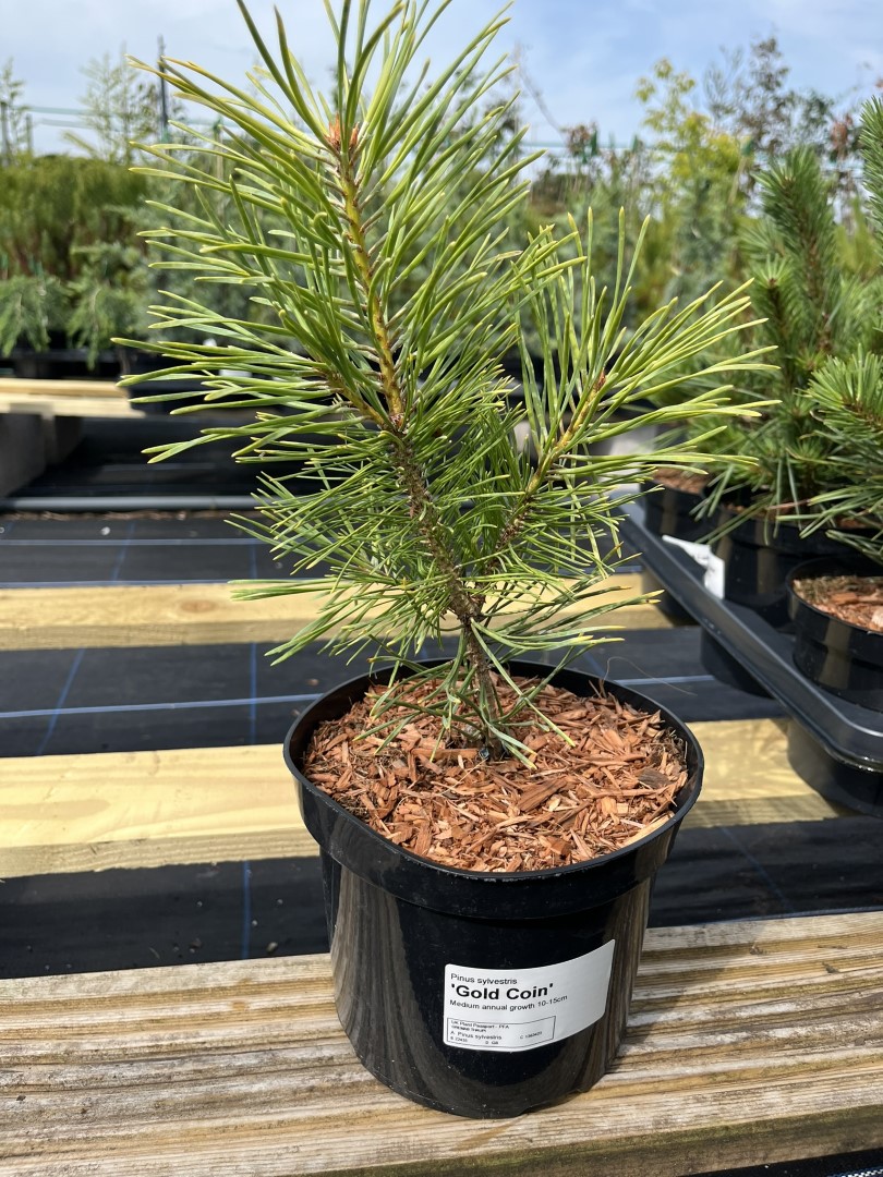 Pinus sylvestris - Scots pine 'Gold Coin' (2L)