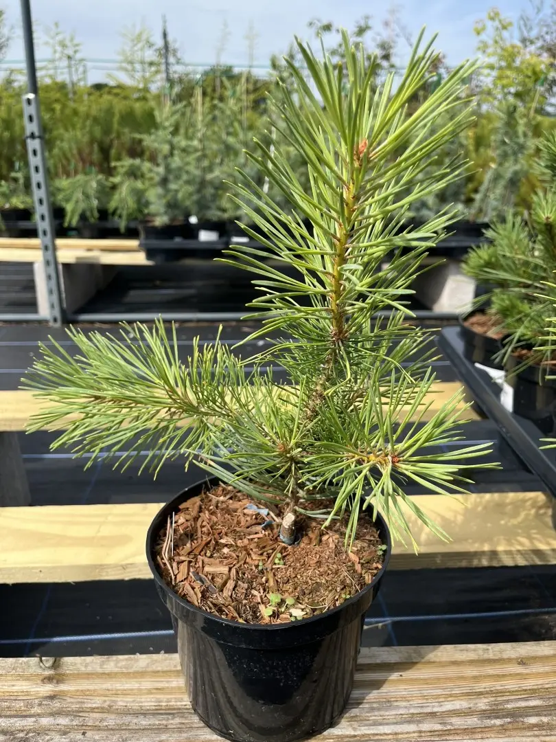 Pinus sylvestris - Scots pine 'Gold Coin' (2L)