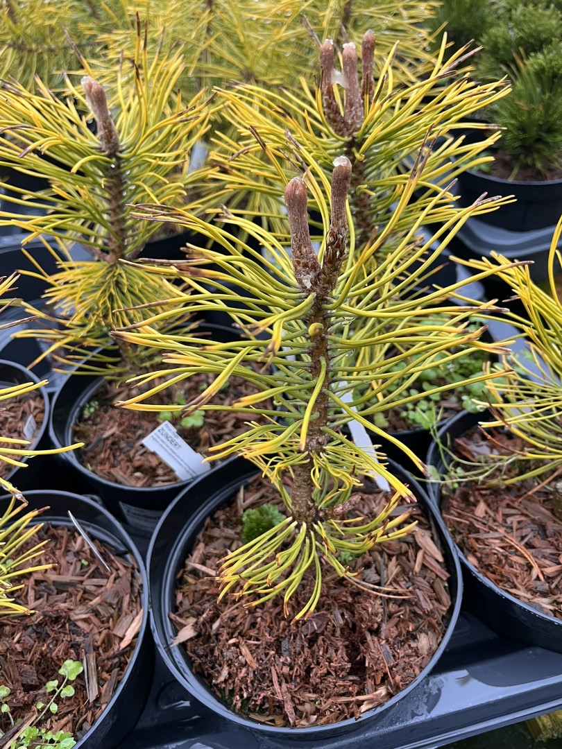 Pinus sylvestris - Scots pine 'Gold Coin'