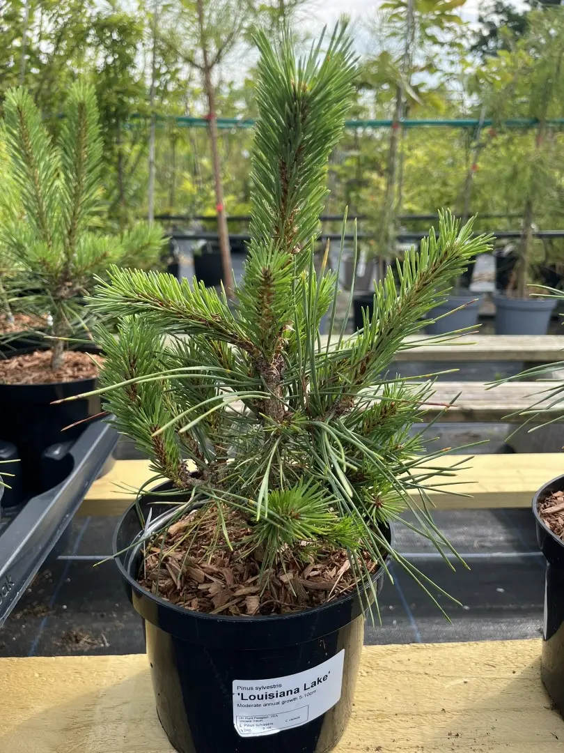 Pinus sylvestris- Scots pine 'Louisiana Lake' (2L)