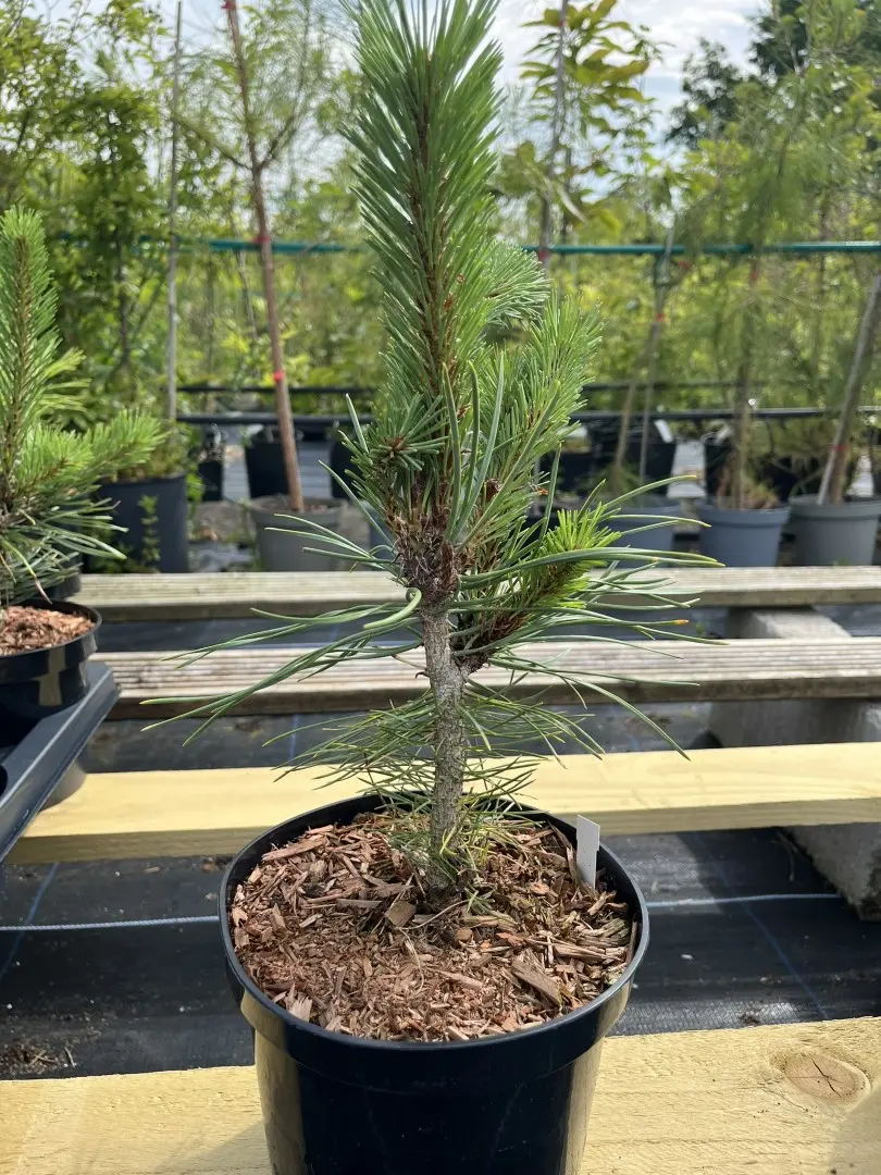 Scots pine 'Louisiana Lake' 20/40cm (2L) - Image 2