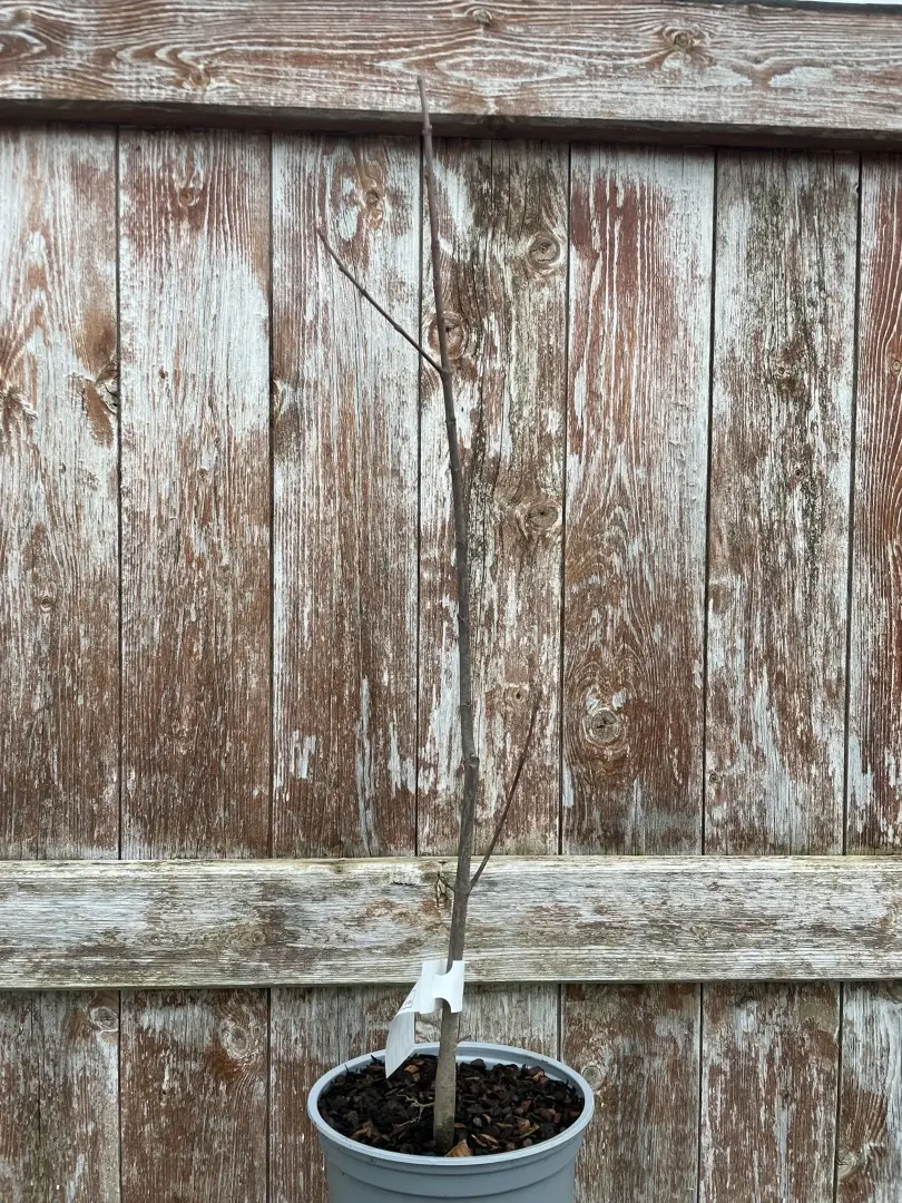 Red Maple Tree 40/60cm (2L) - Image 3