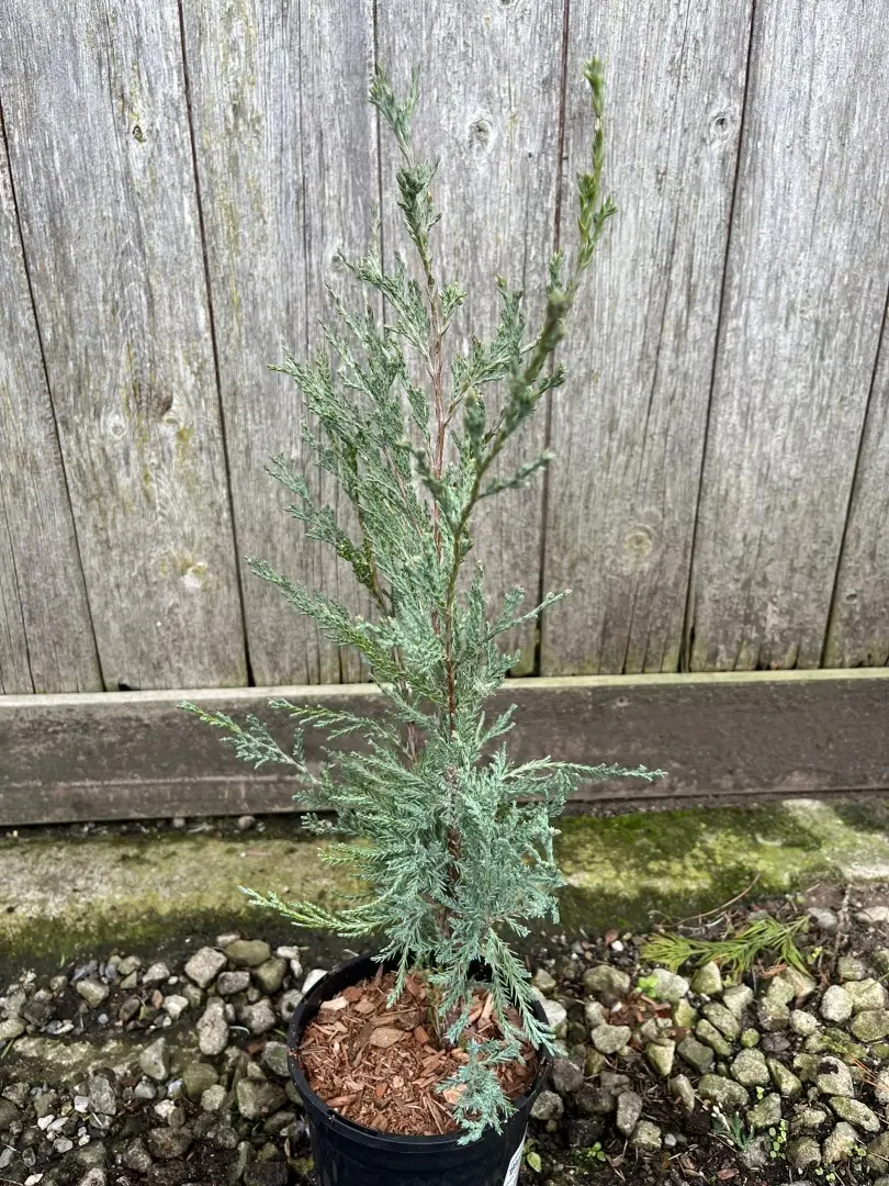 Juniper 'Blue Arrow' 20/40cm (1L) - Image 6