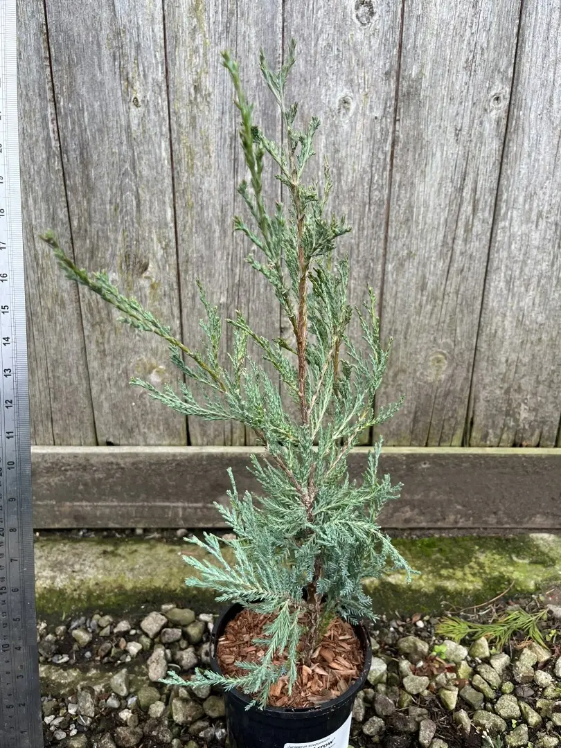 Juniper 'Blue Arrow' 20/40cm (1L) - Image 4