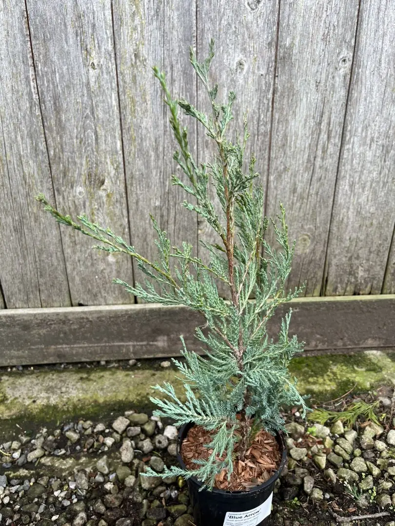 Juniper 'Blue Arrow' 20/40cm (1L) - Image 5
