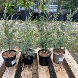 Juniper 'Blue Arrow' 20/40cm (1L)