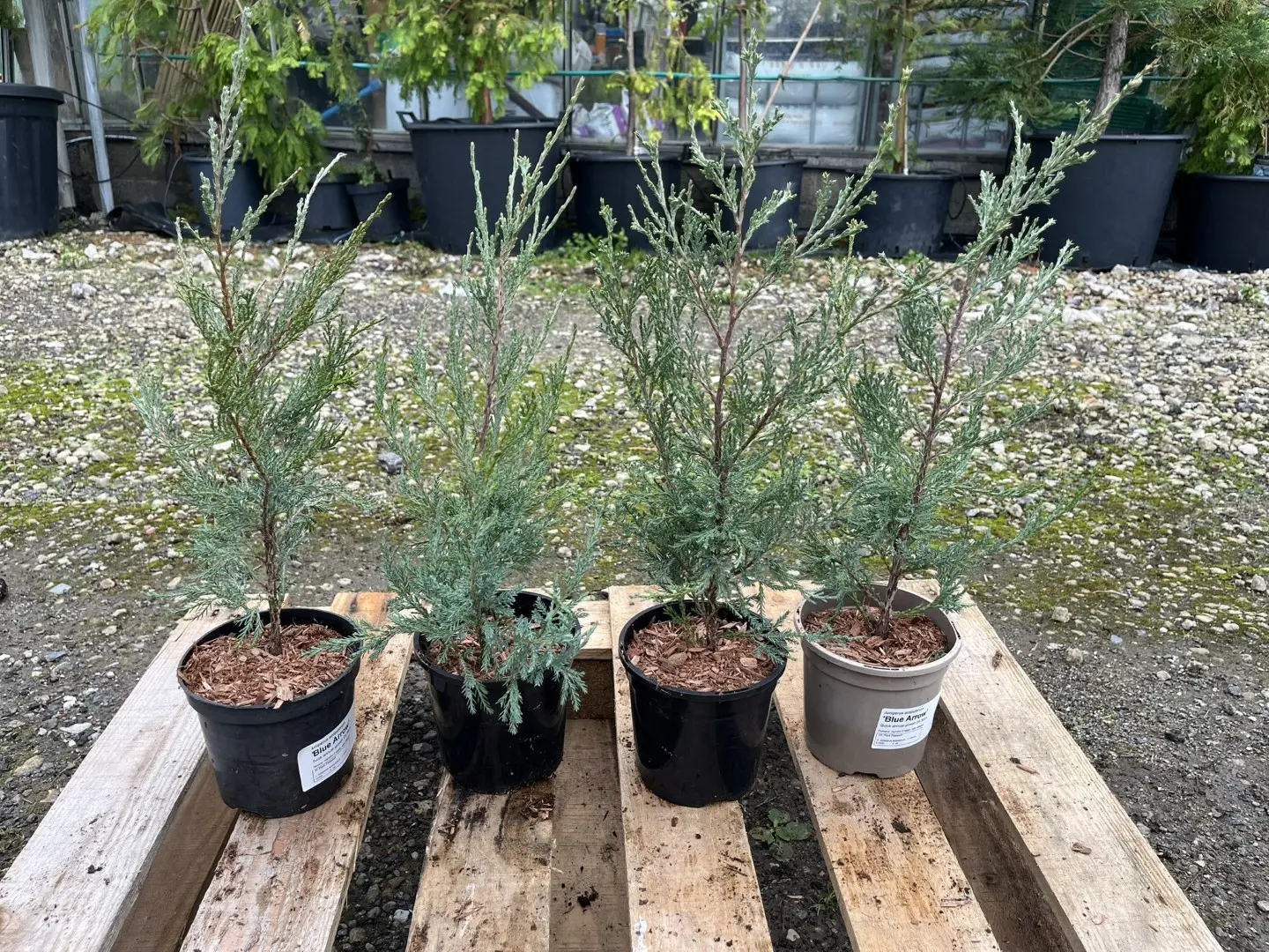 Juniper 'Blue Arrow' 20/40cm (1L)