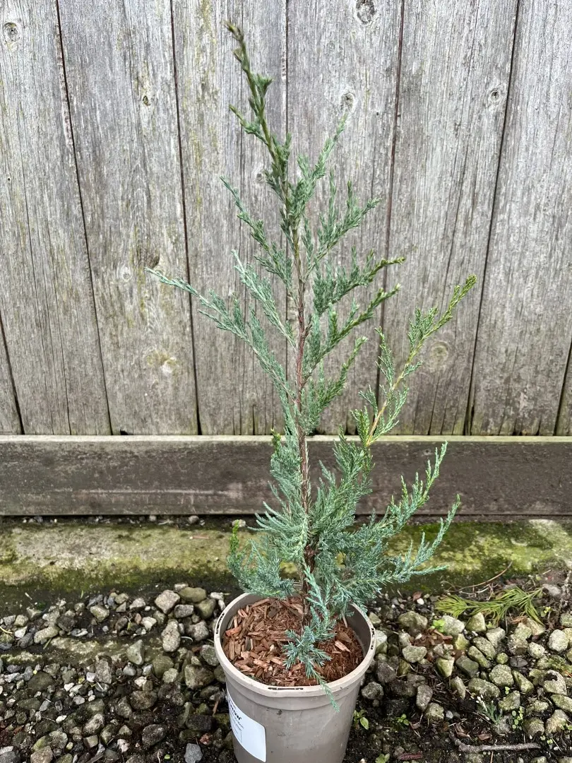 Juniper 'Blue Arrow' 20/40cm (1L) - Image 7