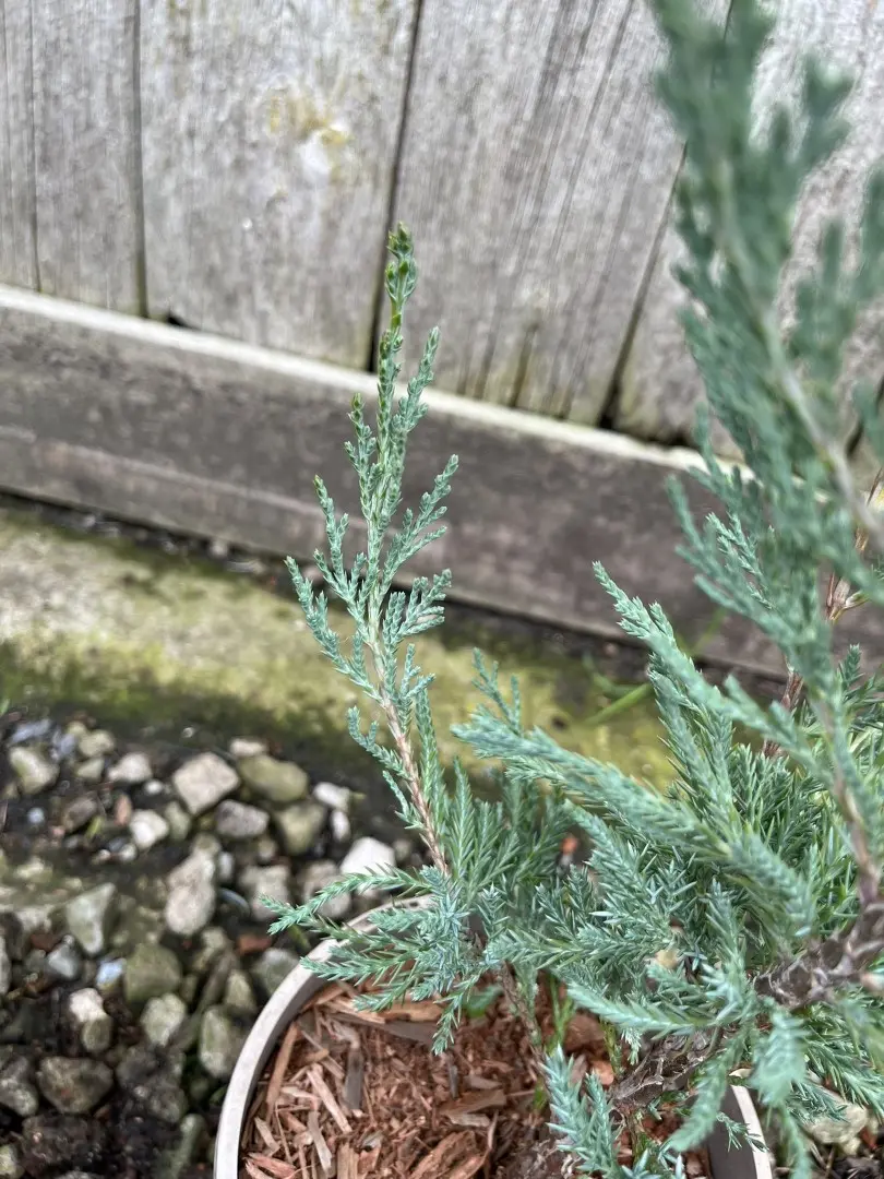 Juniper 'Blue Arrow' 20/40cm (1L) - Image 8
