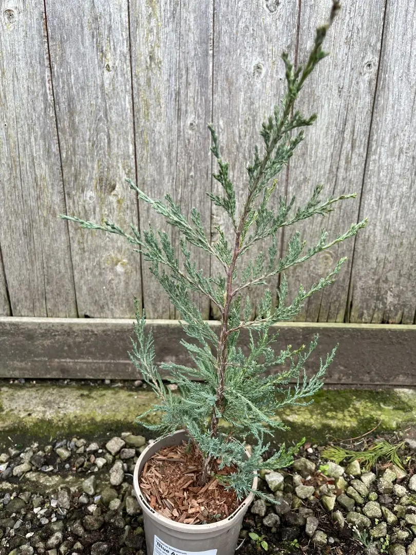 Juniper 'Blue Arrow' 20/40cm (1L) - Image 9