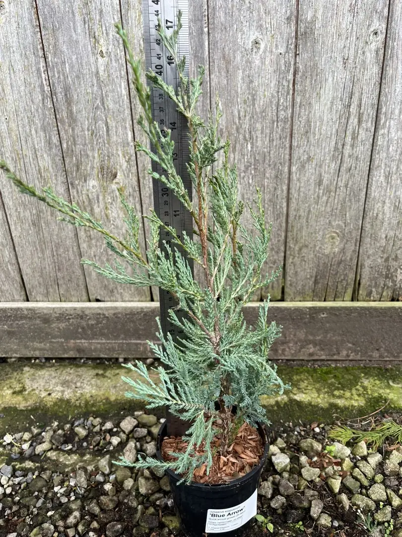 Juniper 'Blue Arrow' 20/40cm (1L) - Image 3