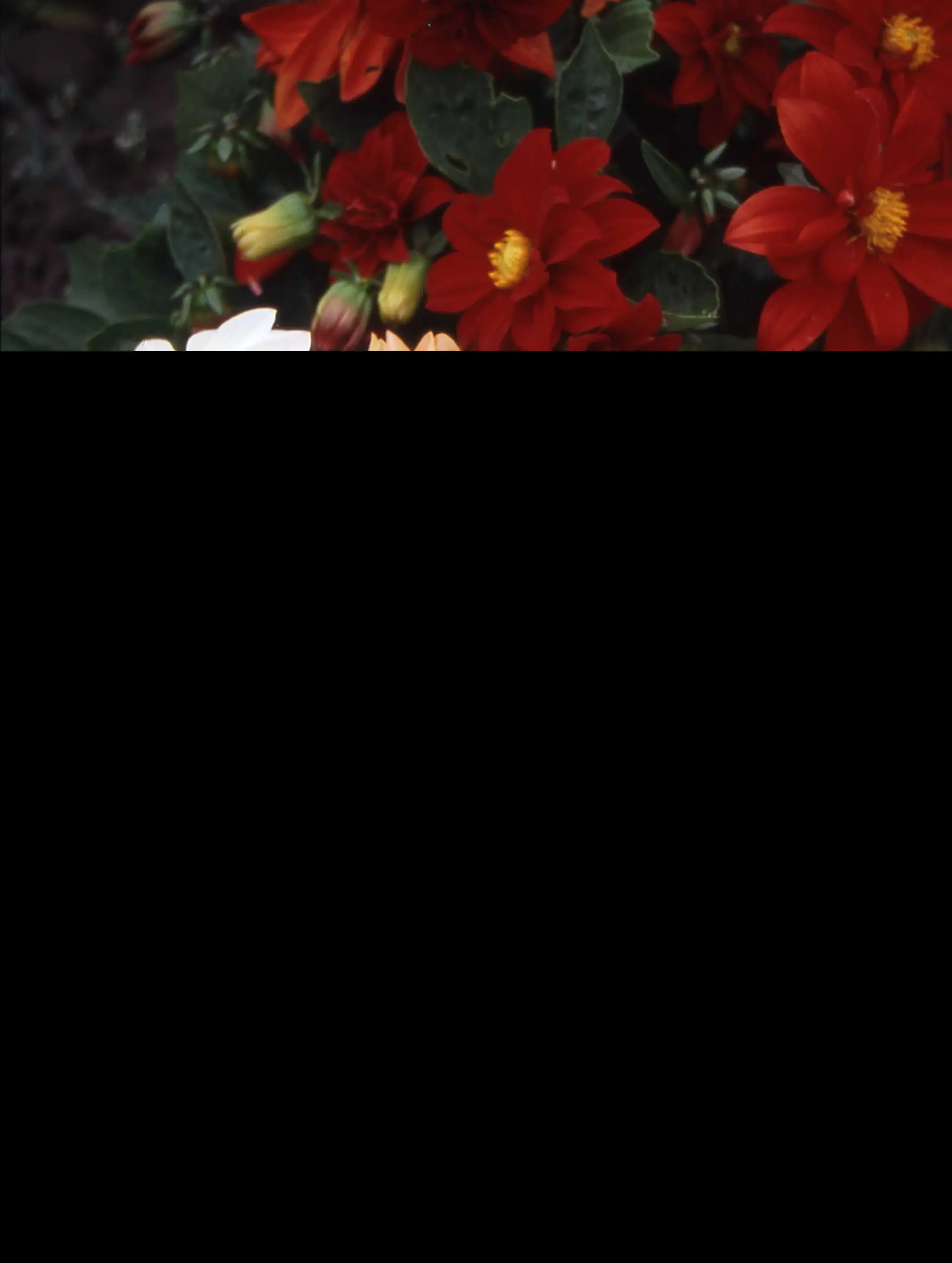 Dahlia Seeds - Early Bird x50