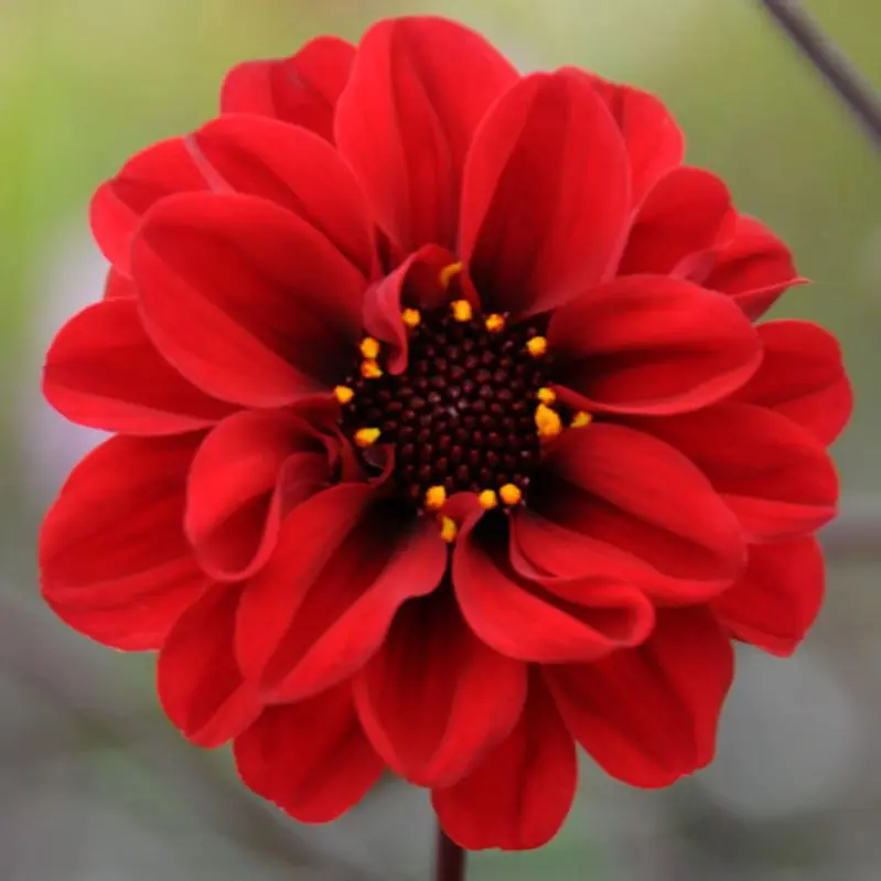 Dahlia Seeds - Figaro Red Shades x50