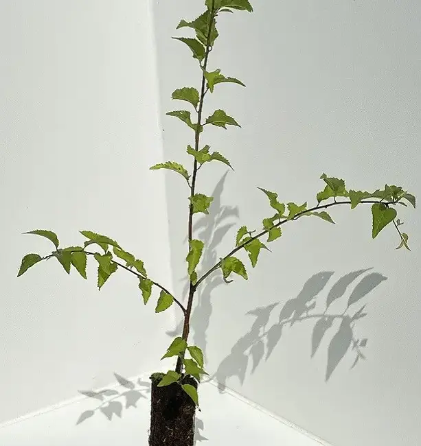 Cherry Plum Tree 60/80cm (Cell) - Image 2