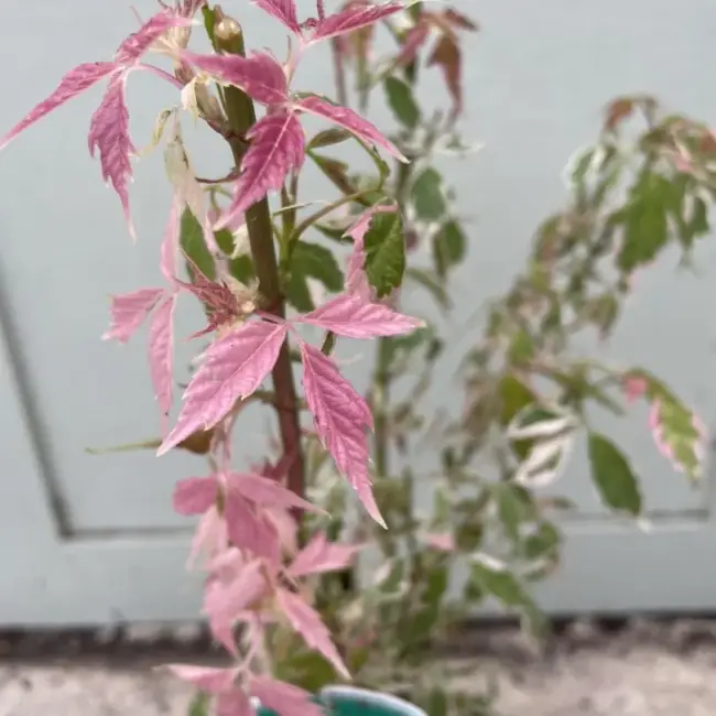 Acer Negundo 'Flamingo' 40/60cm (3L) - Image 5