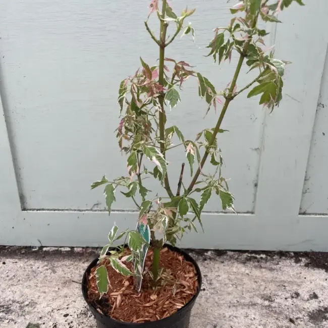 Acer Negundo 'Flamingo' 40/60cm (3L) - Image 4