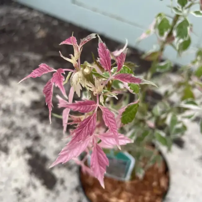 Acer Negundo 'Flamingo' 40/60cm (3L) - Image 3
