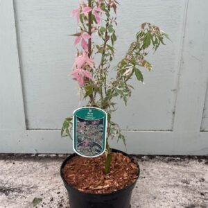 Acer negundo 'Flamingo'