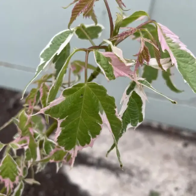Acer Negundo 'Flamingo' 40/60cm (3L) - Image 2