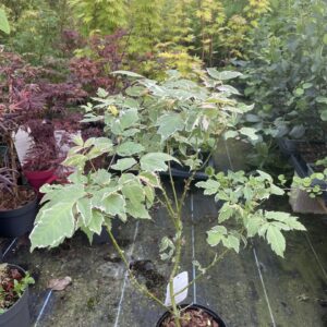 Acer negundo 'Flamingo' 40/60cm (3L)