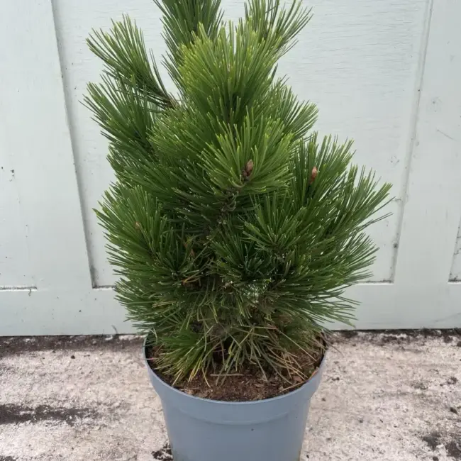 Bosnian pine 'Compact Gem' 30/40cm (5L) - Image 2