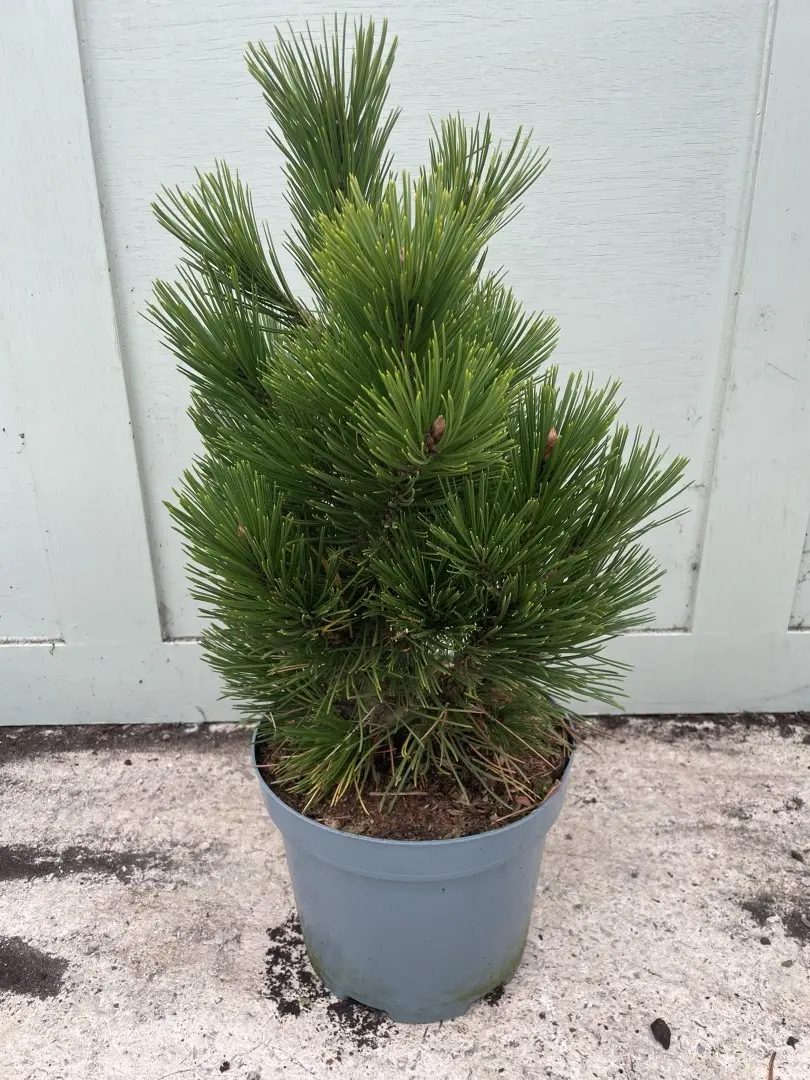 Bosnian pine 'Compact Gem' 30/40cm (5L) - Image 2