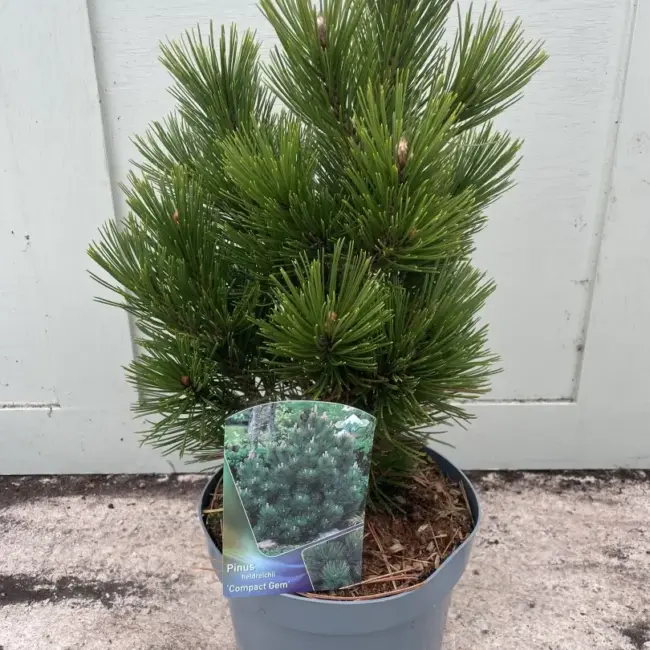 Bosnian pine 'Compact Gem' 30/40cm (5L) - Image 3