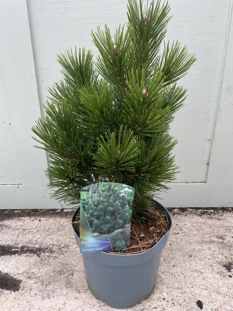 Bosnian pine 'Compact Gem' 30/40cm (5L) - Image 3