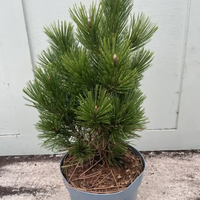 Bosnian pine 'Compact Gem' 30/40cm (5L)