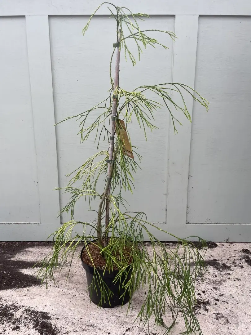 Lawsons Cypress 'Filip's Golden Sprinklers' 60/80cm (5L) - Image 2