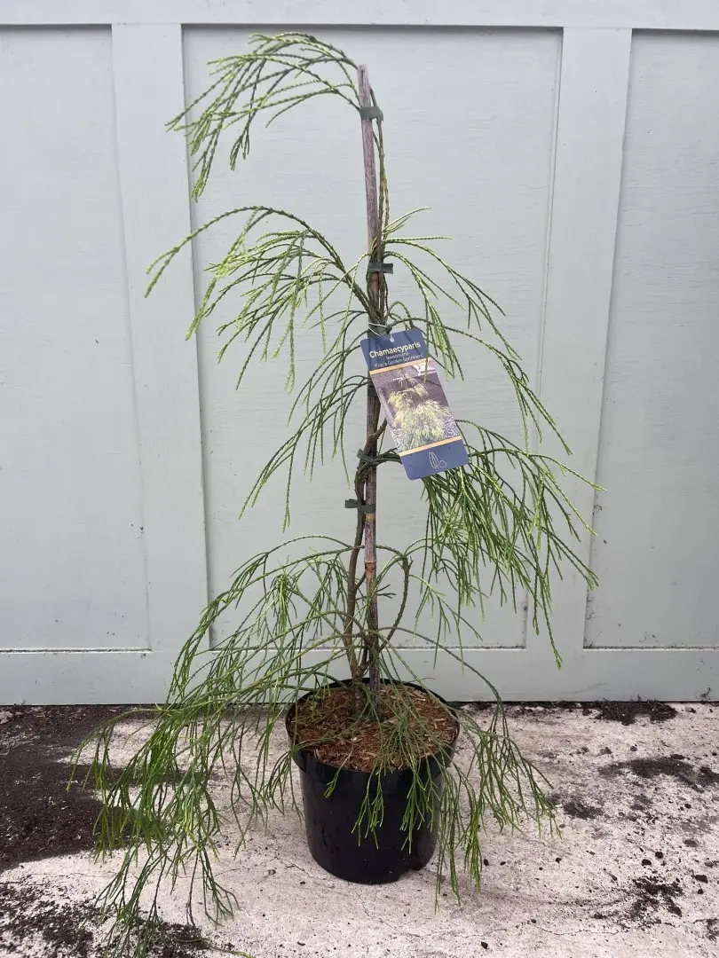 Lawsons Cypress 'Filip's Golden Sprinklers' 60/80cm (5L)
