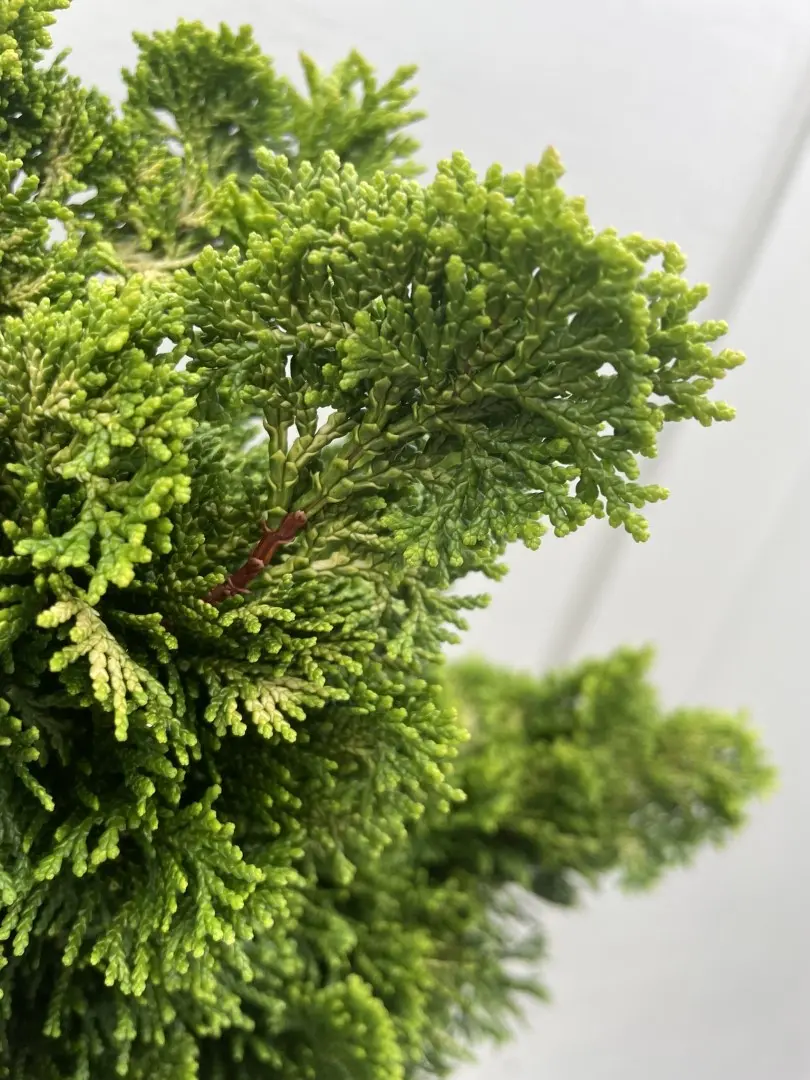 Hinoki cypress 'Nana Aurea' Lollypop 60/80cm (7.5L) - Image 2