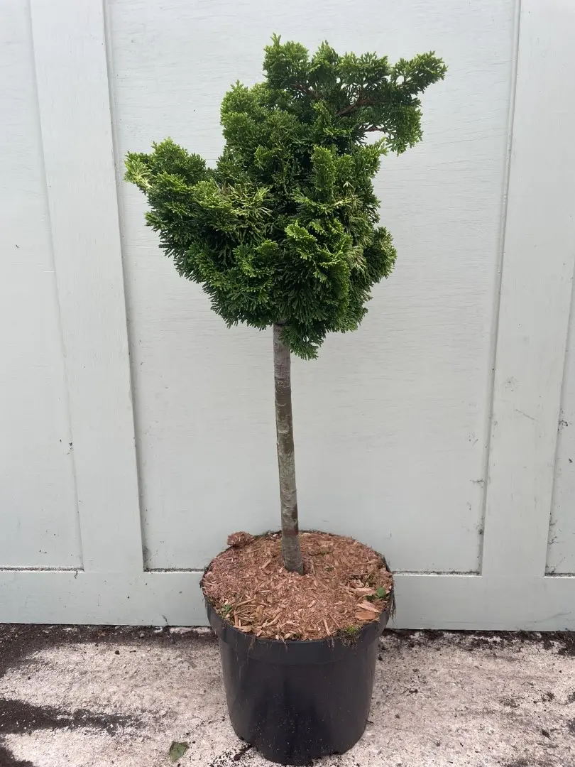 Hinoki cypress 'Nana Aurea' Lollypop 60/80cm (7.5L)