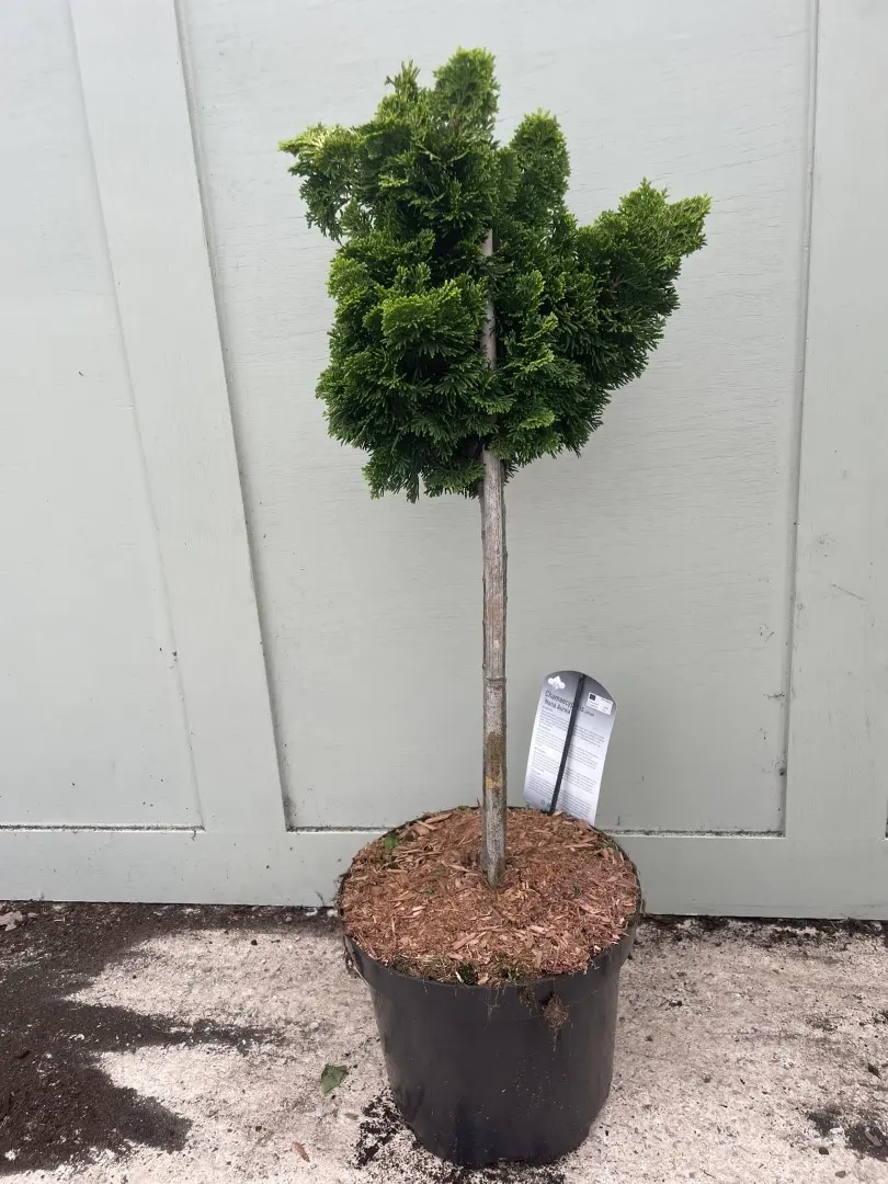 Hinoki cypress 'Nana Aurea' Lollypop 60/80cm (7.5L) - Image 4