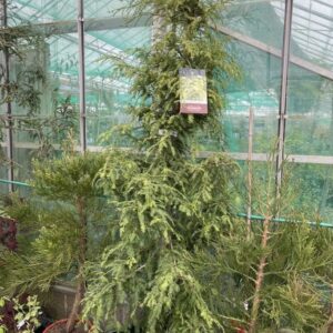 Coast-Redwood-Silver-Ghost-200250-4