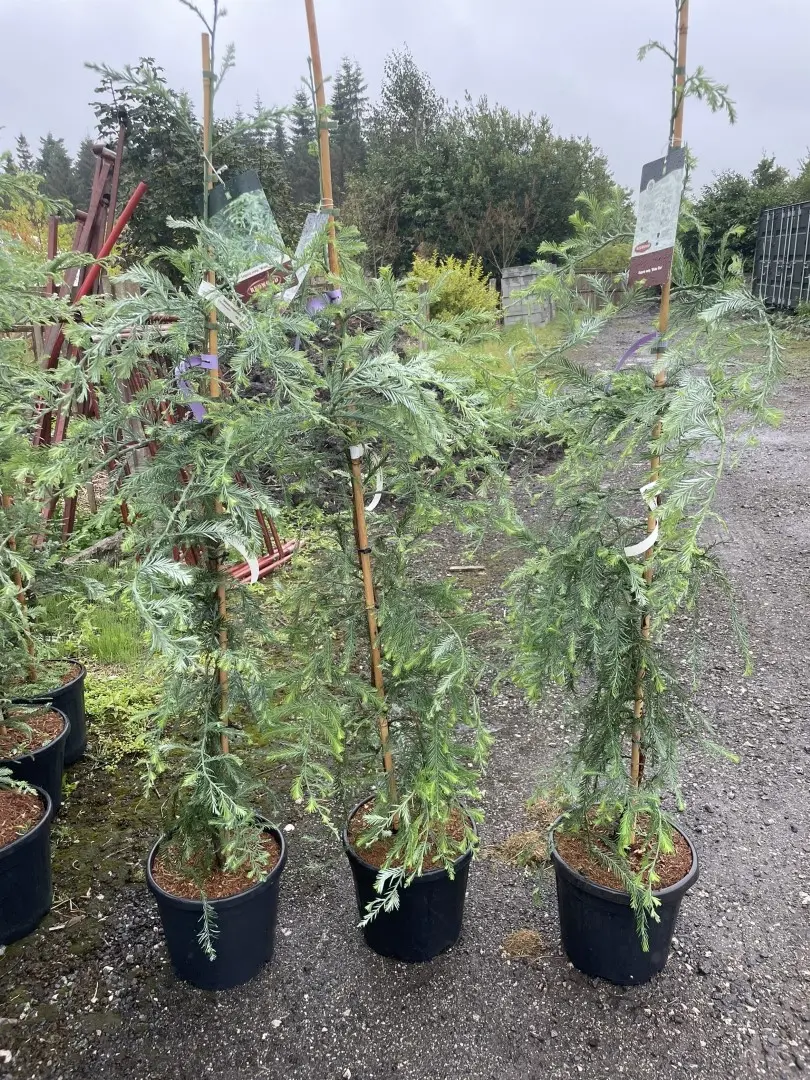Coast Redwood 'Winter Blue' 100/150cm (15L)