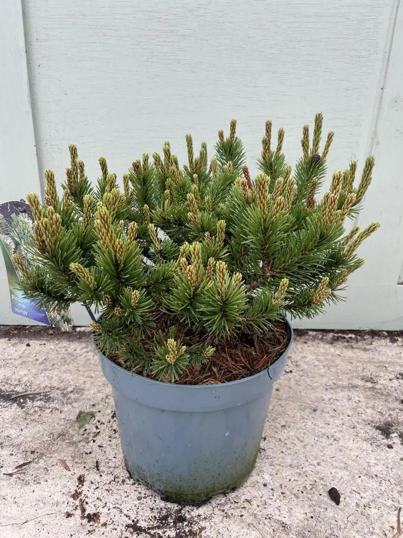 Dwarf mountain pine 'Humpy' 20/40cm (5L) - Image 3