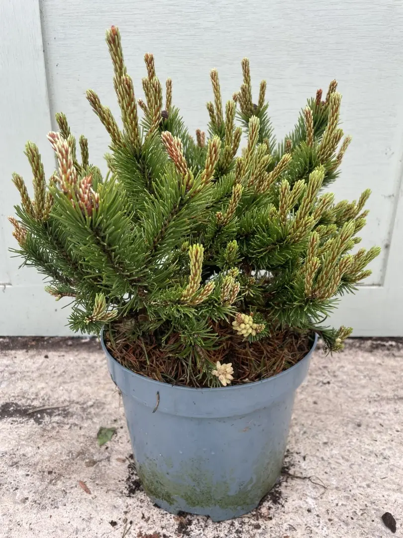 Dwarf mountain pine 'Humpy' 20/40cm (5L)