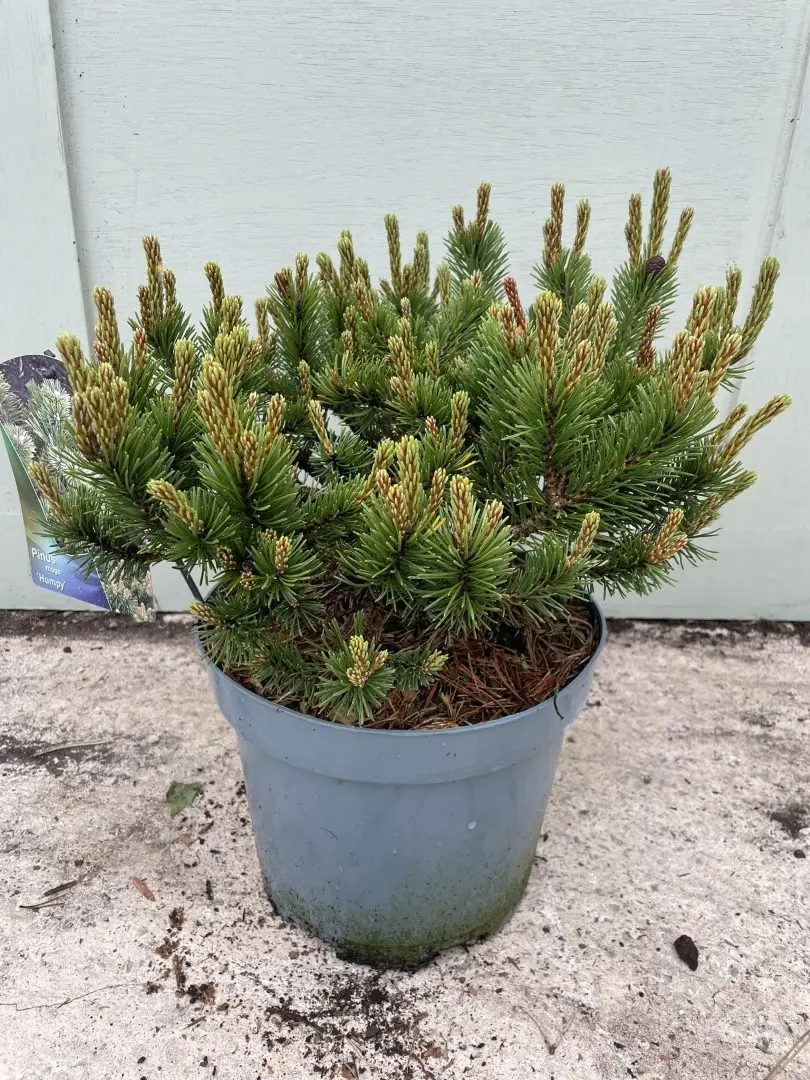 Dwarf mountain pine 'Humpy' 20/40cm (5L) - Image 4