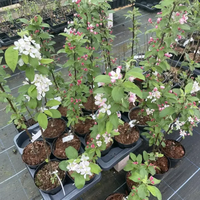Crab Apple 'John Downie' Tree 80/100cm (2L) - Image 4