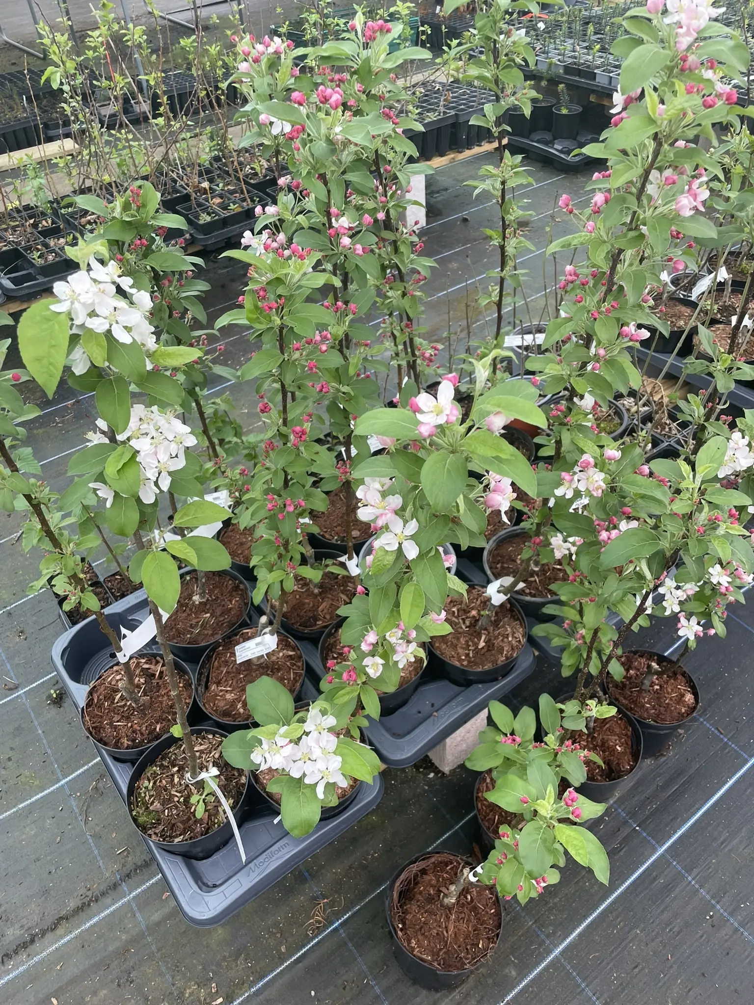 Crab Apple 'John Downie' Tree 80/100cm (2L) - Image 4