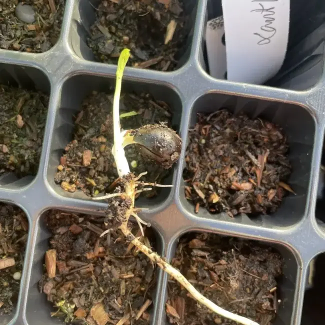 Shinyleaf Yellowhorn Seeds - Image 8