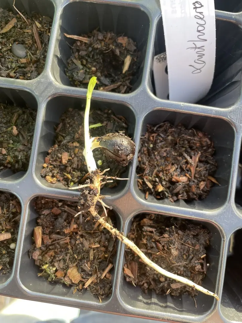 Shinyleaf Yellowhorn Seeds - Image 8
