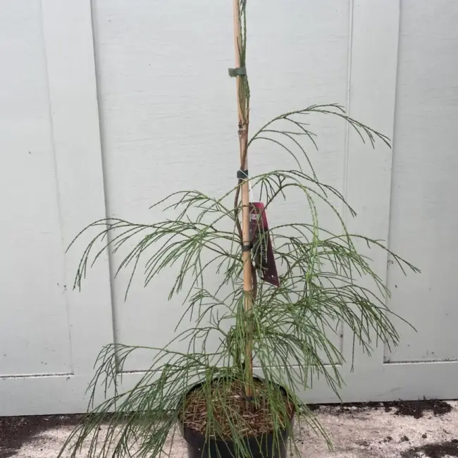Lawson Cypress 'Drooping Solo' 60/80cm (5L) - Image 2