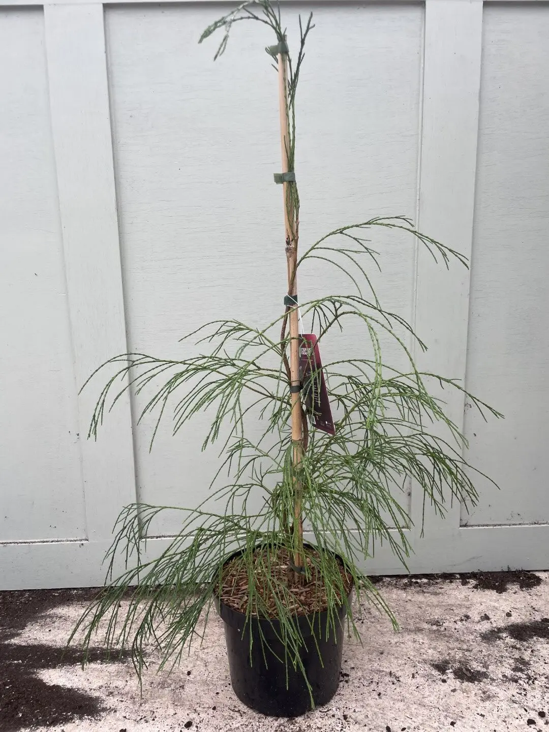 Lawson Cypress 'Drooping Solo' 60/80cm (5L) - Image 2