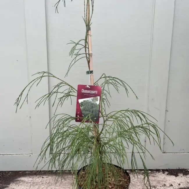 Lawson Cypress 'Drooping Solo' 60/80cm (5L)