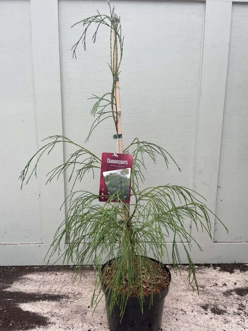 Lawson Cypress 'Drooping Solo' 60/80cm (5L)